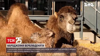 У Харківському зоопарку народилося дитинча двогорбих верблюдів | ТСН Ранок