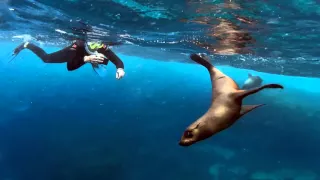 Swimming with the playful sea lions off Montague Island, NSW