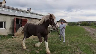 Коні🐴🐴🐴 Ваговози. Продається ціна 3000-₴₴₴ Коні Тернопільщини.0968435543 Петро Іванович.