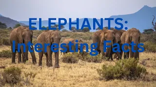 Elephants  interesting facts