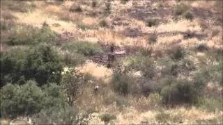 Brutus, my blue lacy, tracking an aoudad ewe