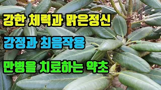 만병초-강건한몸과 정신이 맑아지고, 강정과 최음작용, 당뇨와 비만을 잡는 대사성질환 특허약초,  강심작용과, 피가 맑아지고 혈압이 내려가며, 관절이 튼튼해진다