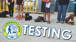 AKC's Community Canine (CGCA) Testing at Tractor Supply