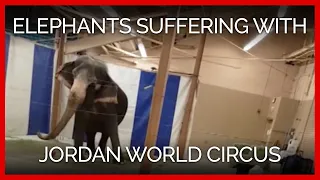 Distressed and Lame Elephants Traveling With Jordan World Circus