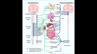 Pharmakologie- Das Hörbuch für Pharmazeuten - Vegetatives Nerven System