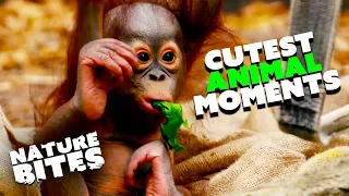 Most ADORABLE Animal Moments | The Secret Life of the Zoo | Nature Bites