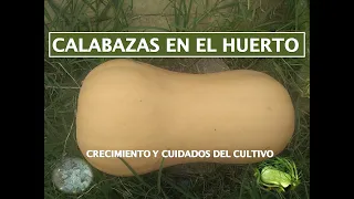 CRECIMIENTO y CUIDADOS de las CALABAZAS/ ZAPALLO "ANCO"  - El Huerto de Don Matías