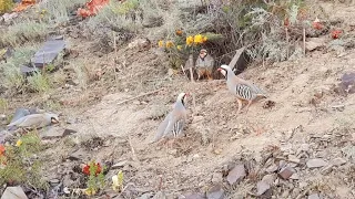 Охота кеклик Keklik sesi  Шикори кабк Partridge hunting  Chukar avi  شکار کبک2021