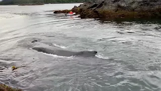 A Once in A Lifetime Whale Encounter