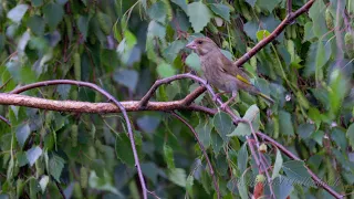 [European] Greenfinch (Chloris chloris) / Grünfink [07]