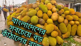 বাংলাদেশের সবচেয়ে বড় কাঁঠালের বাজার | Biggest Jackfruit Market on bangladesh | Jaina Bazar Gazipur