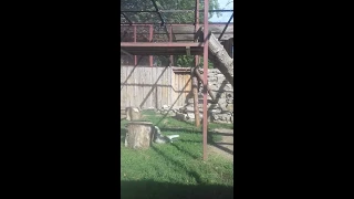 Барсенок Пермского зоопарка