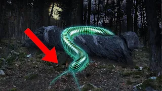 12 Most AMAZING Bioluminescent Creatures In The World!