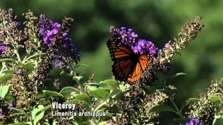 Butterflies: Camouflage and Mimicry