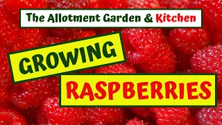 How to Grow RASPBERRIES - (A complete guide to Pruning, Growing, Maintaining and Supporting) #22