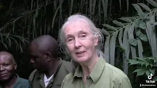 jane goodall chimpanzee hug