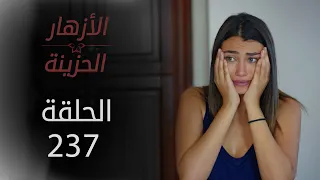 مسلسل الأزهار الحزينة | الحلقة 237 - الموسم الثاني