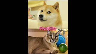 Floppa vs Doge