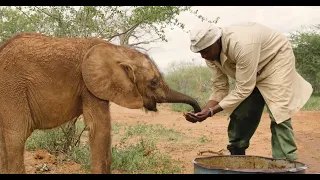 An Orphaned Elephant's Journey | Sheldrick Wildlife Trust
