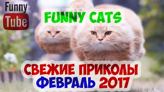 ПРИКОЛЫ с кошками ФЕВРАЛЬ 2017  смешные видео с котами funny cats