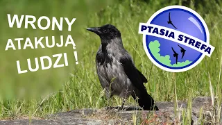 Wrony atakują ludzi !