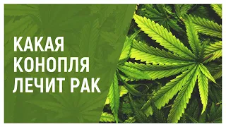 Какая конопля лечит рак?