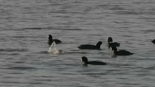 Fulica atra, Eurasian Coot