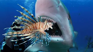 Teaching Sharks (and Eels) to Attack Invasive Lionfish