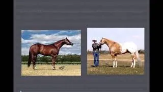 UNL Horse Judging: Conformation comparisions.mov