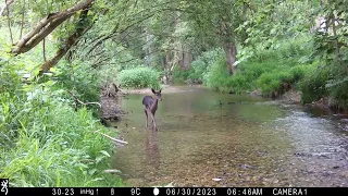 A River Runs Through - Part 1. Heron, Fallow bucks & does, Muntjac, Mallards.