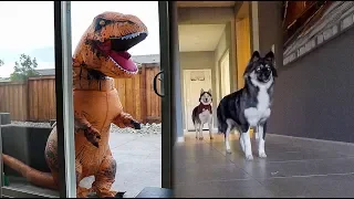 T-Rex Burglar PRANK On My Huskies!