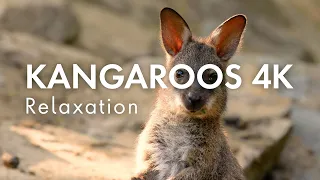 4K Kangaroos Relaxation