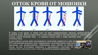 УЗД заболеваний органов мошонки. Часть 2.