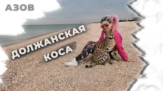 СОБАКИ ХОТЕЛИ НАПАСТЬ на СЕРВАЛА/ ЗНАКОМСТВО с КОШАМИ на Азовском море