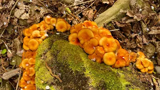 Опеньок літній Kuehneromyces mutabilis: плантація