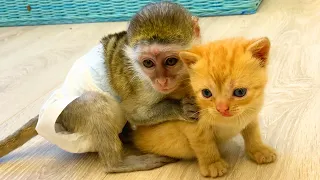 Baby monkey Susie does not let dad cat hiss at loud meow kitten while mom cat feeds kittens.