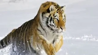 Амурский тигр - Интересные факты
