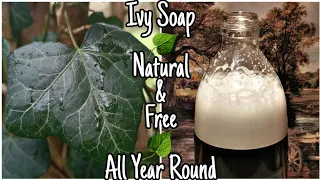 How To Make English Ivy Laundry Soap - DIY Natural Washing Detergent