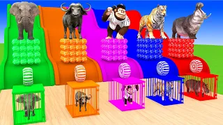 Long Slide Game With Elephant Gorilla Buffalo Hippopotamus Tiger 3d Animal Game Funny 3d Animals