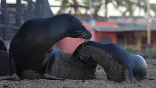 The Galápagos Biosphere Reserve: a unique balance between people and nature