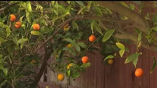 Dozens of trees in Ventura County infected with citrus-killing disease