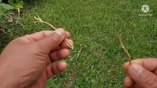 Bindweed , how to control and how to eat them.