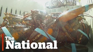 Lobster Boom in Nova Scotia