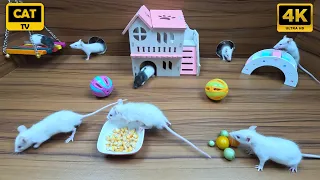 Cat Tv - Mice Games for Cats To Enjoy  - 10 Hours 4K Mice Fun Video For Cats