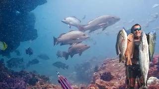 So Many Jacks and a Big Blue spot Sea Bream Spearfishing South East Queensland