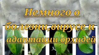 Немного о болезнях,вирусах и адаптации орхидей.