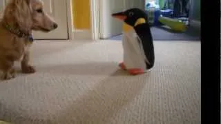 Dachshund vs. Penguin (Sped Up)