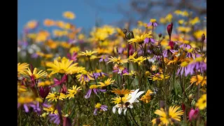 Namaqualand Wild Flowers, South Africa