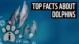 Top facts about dolphins | WWF