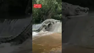 Huge crocodile crossing the road#shorts #shortsvideo #animals #wildlife #krugernationalpark